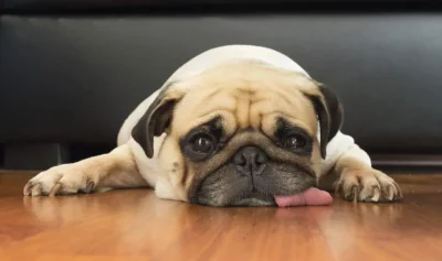 Close-up face of Cute pug puppy dog sleeping rest open eye by chin and tongue lay down on laminate floor
