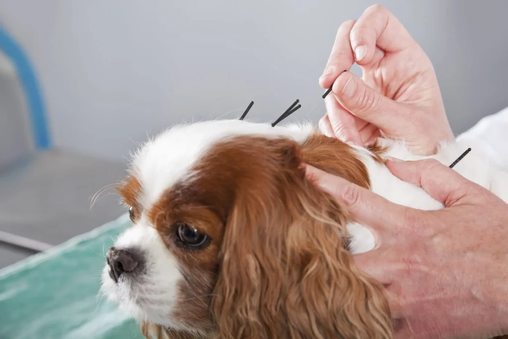 Female veterinarian treating dog with acupuncture.