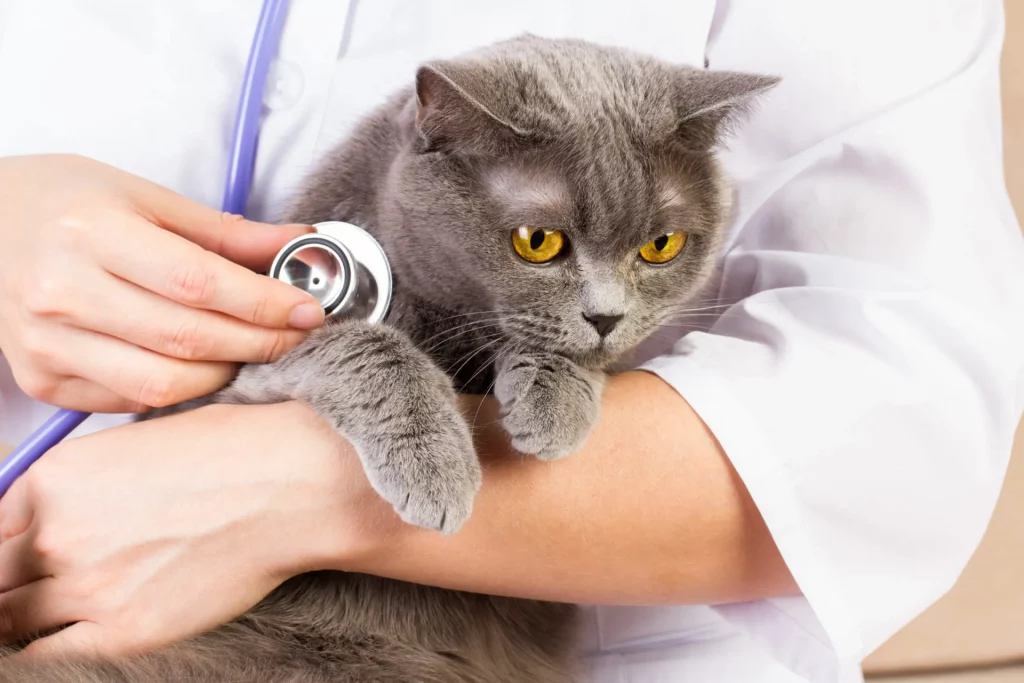 The doctor white coat with stetoscope holding a cat