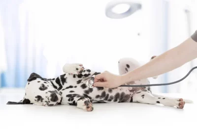 Clinical dog examination by veterinary doctor with stethoscope