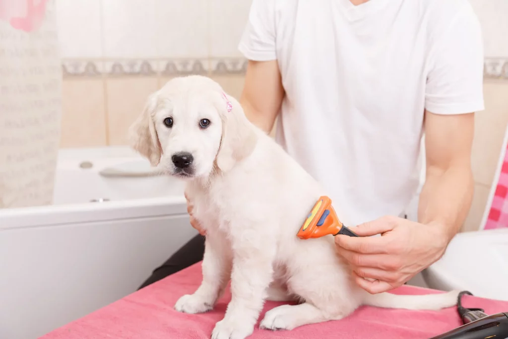 Owner is combing out the fur of retriever puppy after shower