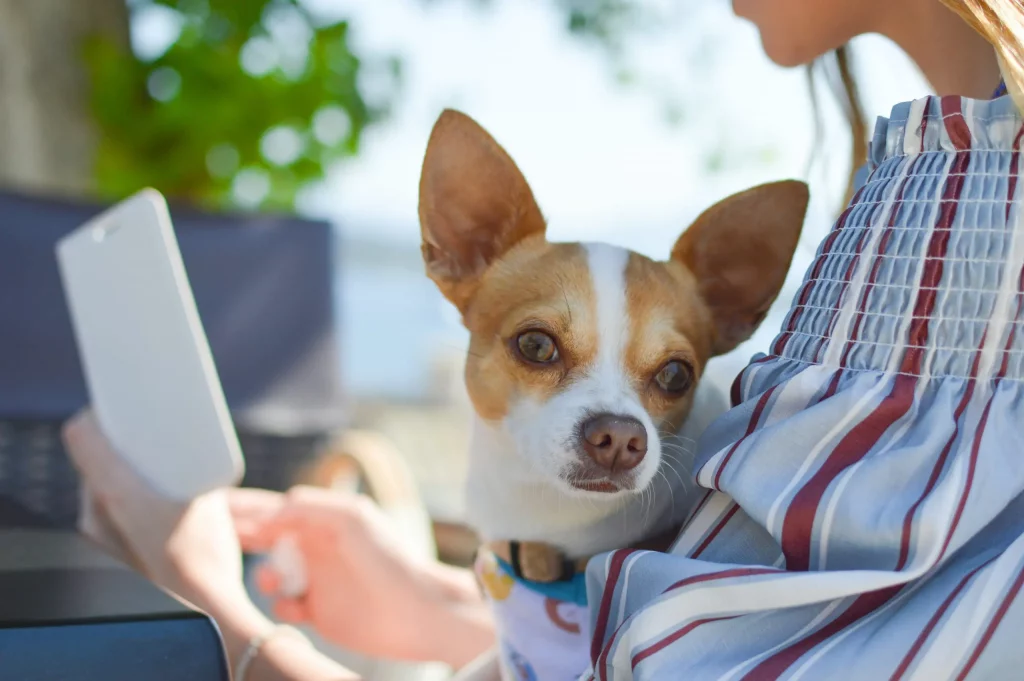 Dog laying in persons lap