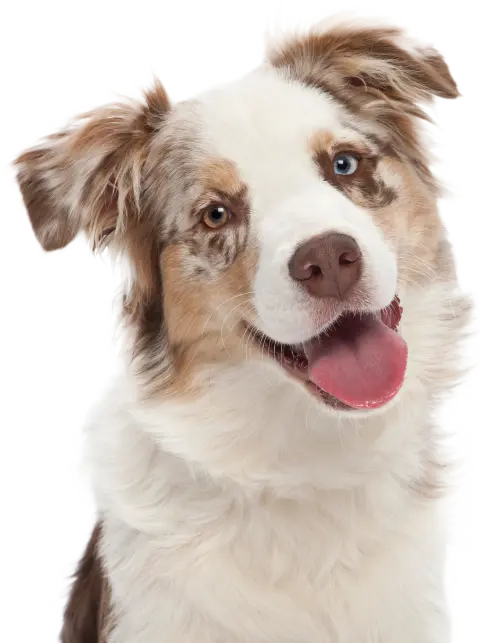 Happy smiling dog